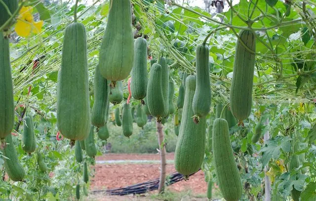 Loofah Sponge on a Rope